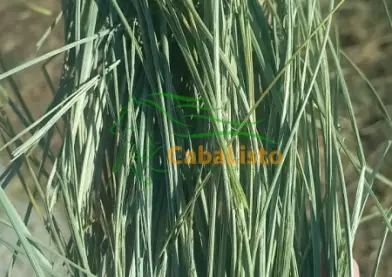 Heno extra para equinos.