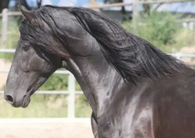 VENTA/FOR SALE POTRO PRE NEGRO.