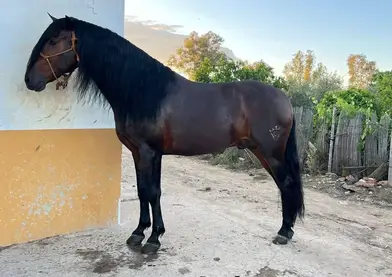 Caballo PRE de 5 años recién hechos, manso y guapo metido en eventos con más caballos