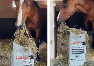 SELECT HAYLAGE FORRAJE NATURAL RYEGRASS