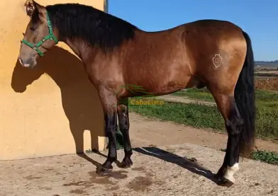 Bayo dorado PRe nieto de ismaeli 1.62 barroco se está empezando a montar muy manso para hacer ganaderia o como capricho