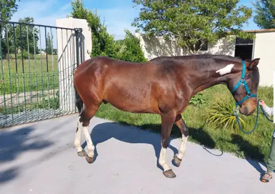 Se vende potro luso-cuarto de milla