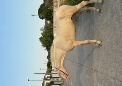 Se vende potro Palomino perla PRE de dos años y 4 meses