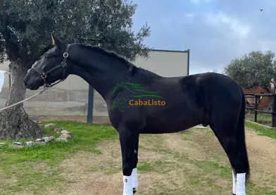 Espectacular potro negro PRE 🇪🇸