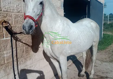 Se Vende Caballo PRE