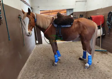 Caballo CDE dorado a prueba de bombas en venta - Perfecto para paseos y romerías