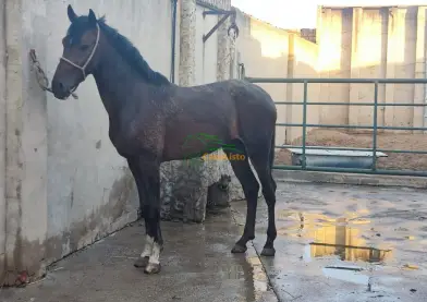 🐎 Caballo en venta – Manso y confiable 🐎