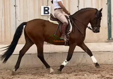 DISPONIBLE PURA RAZA ESPAÑOL (PRE) 🇪🇸