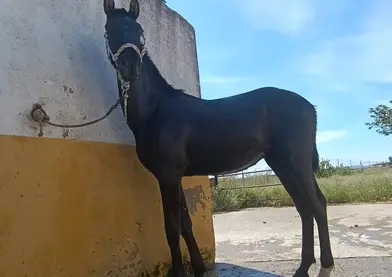 PRE Solitario de Mesa II, linea Torreluna