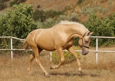 Potro PRE palomino