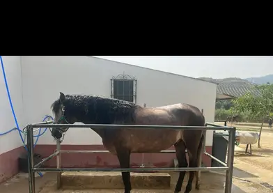 SE VENDE PRE INSCRITO EN ANCE DOMADO