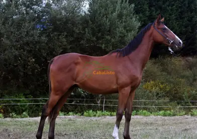 En venta potro psi excelentes origenes