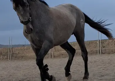 Vendo potro entero de 2,5 años de Judío VII