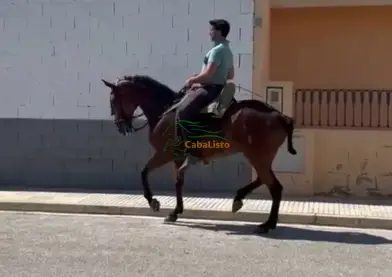 Caballo Anglo Luso del hierro de Raúl Martín Burgos