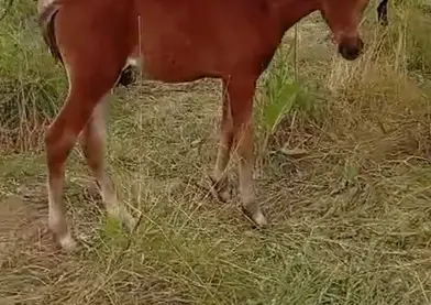 Potros en venta.precio a convenir.