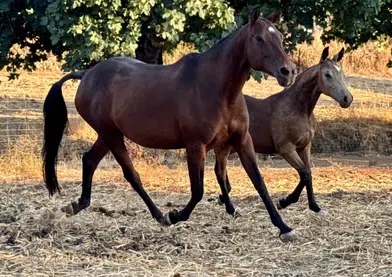Potro bayo con 6 meses