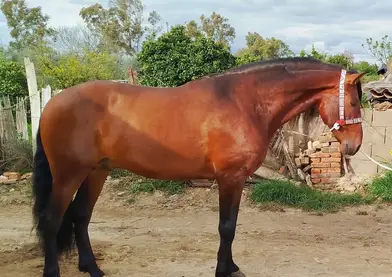 Caballo PRE de 5 años recién hechos, manso y guapo metido en eventos con más caballos