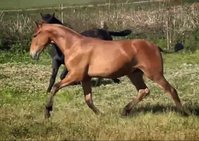 En venta potras origenes Kabileño VIII y Triana XVI (Marin garcia)