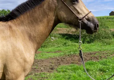 Disponible potra PRE Baya