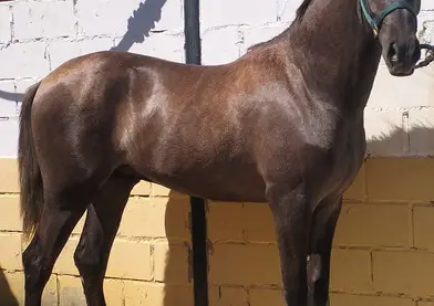 DIRECTAMENTE DE GANADERO vendo potro pre