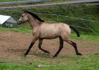 Disponible potra PRE Baya