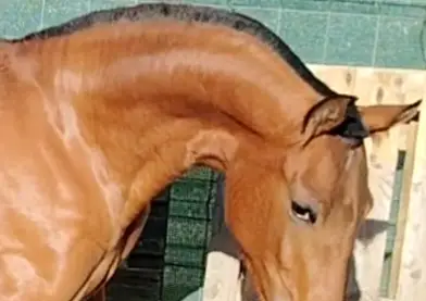 Potra PRE con gen 🧬 de isabelo