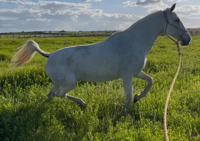 Yegua Psl puntuada de yeguada la perla con gen Cr crema