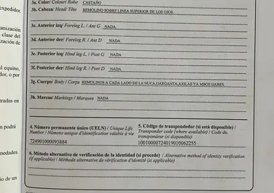 Yegua cruzada Española